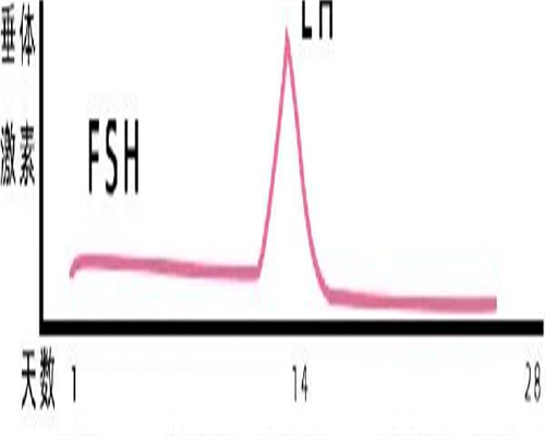 代生小男孩-小产后按摩恶露能不能排出？适当按摩子宫真能排瘀