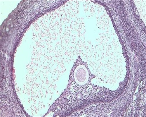 怀孕初期能不能做核酸检测_孕妇也要核酸检测吗